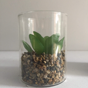Succulent in Mini Glass Pot